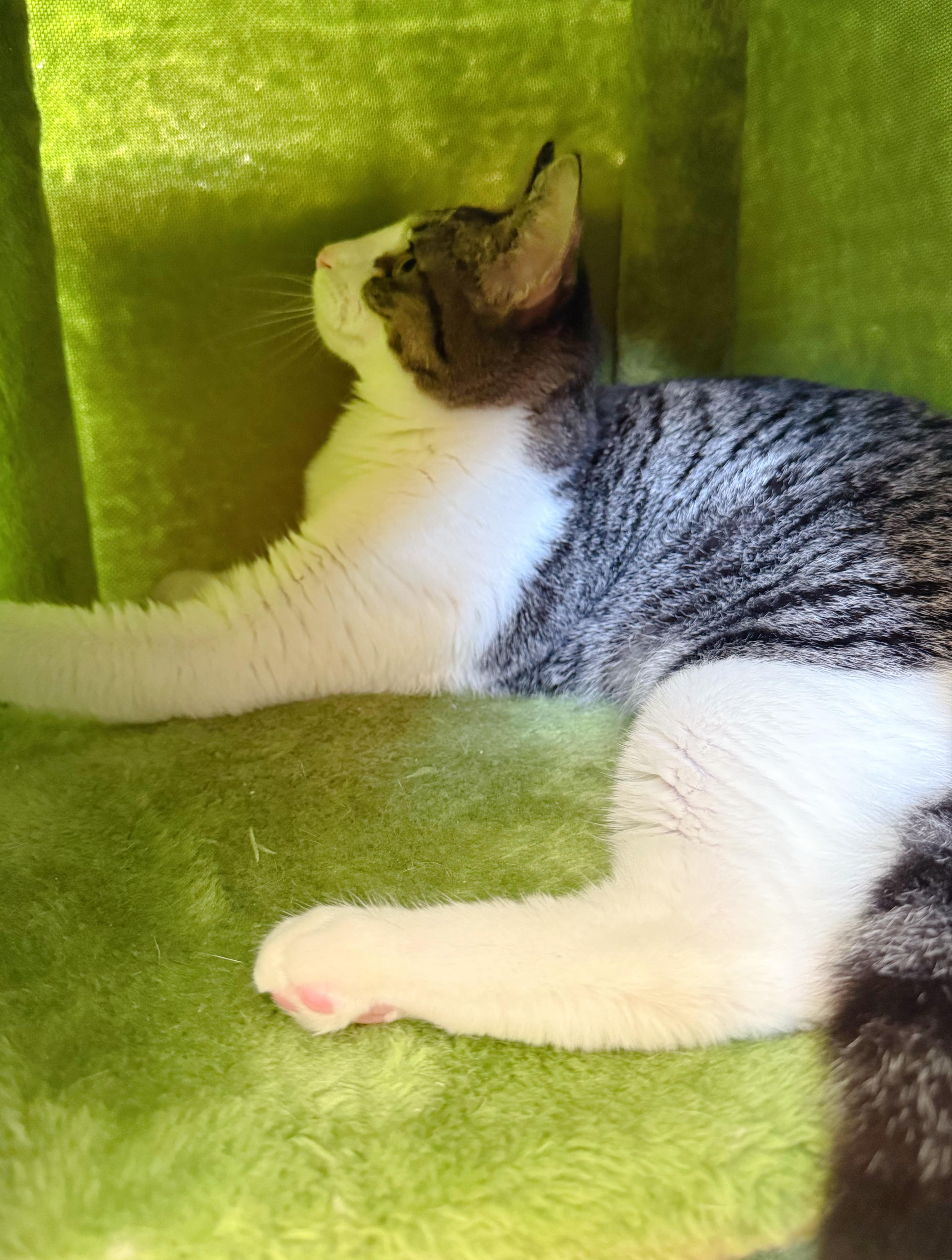 Enlarge Lady Tiger, a ADOPTABLE mixed breed in Flushing, NY image 4/6