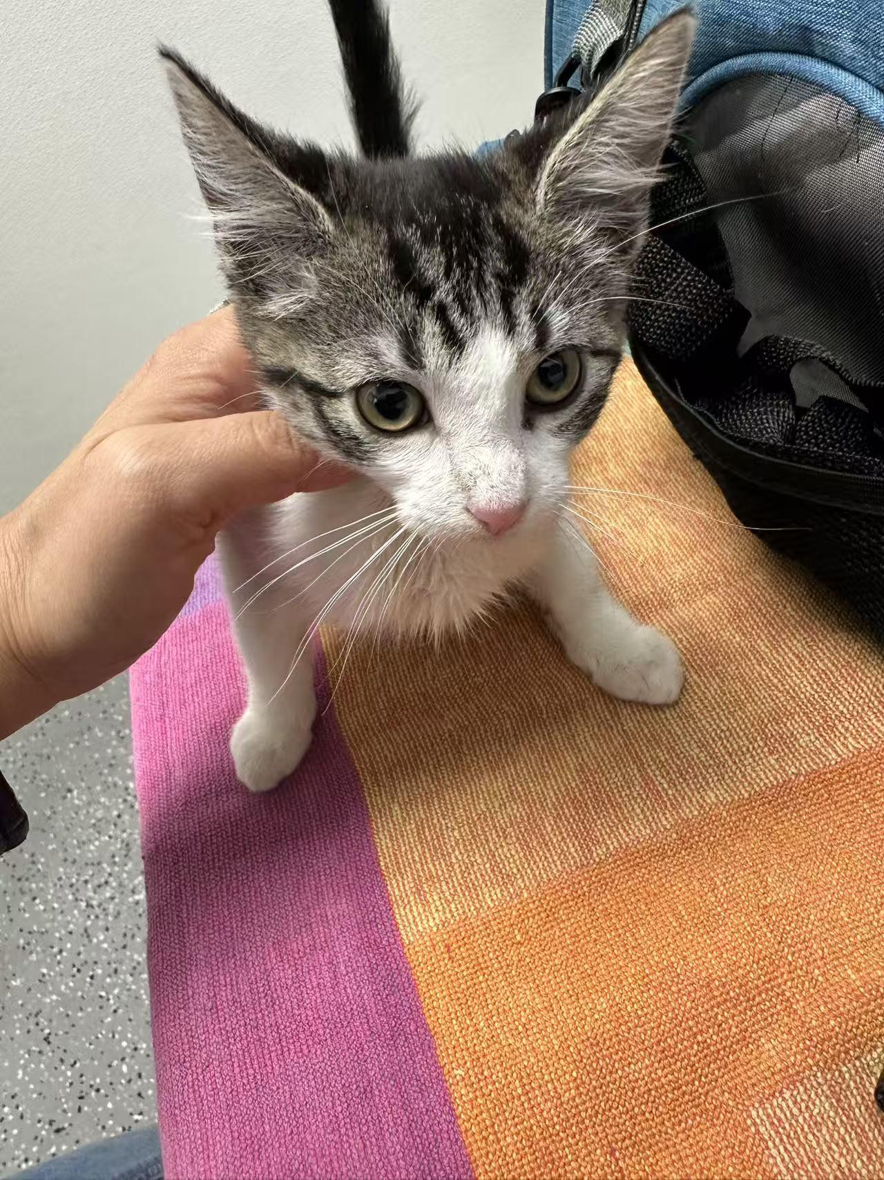 Enlarge Lady Tiger, a ADOPTABLE mixed breed in Flushing, NY image 6/6