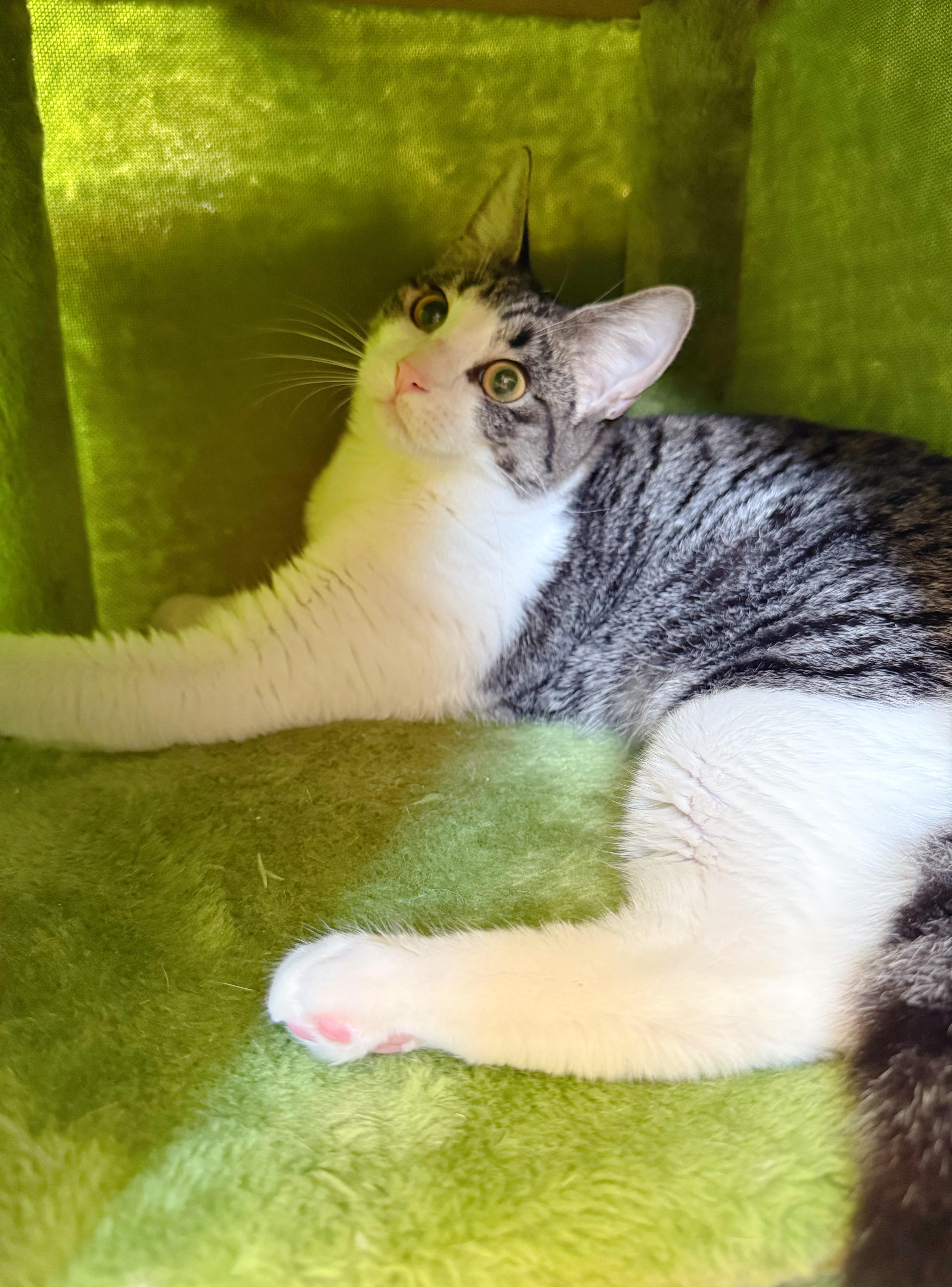 Enlarge Lady Tiger, a ADOPTABLE mixed breed in Flushing, NY image 3/6