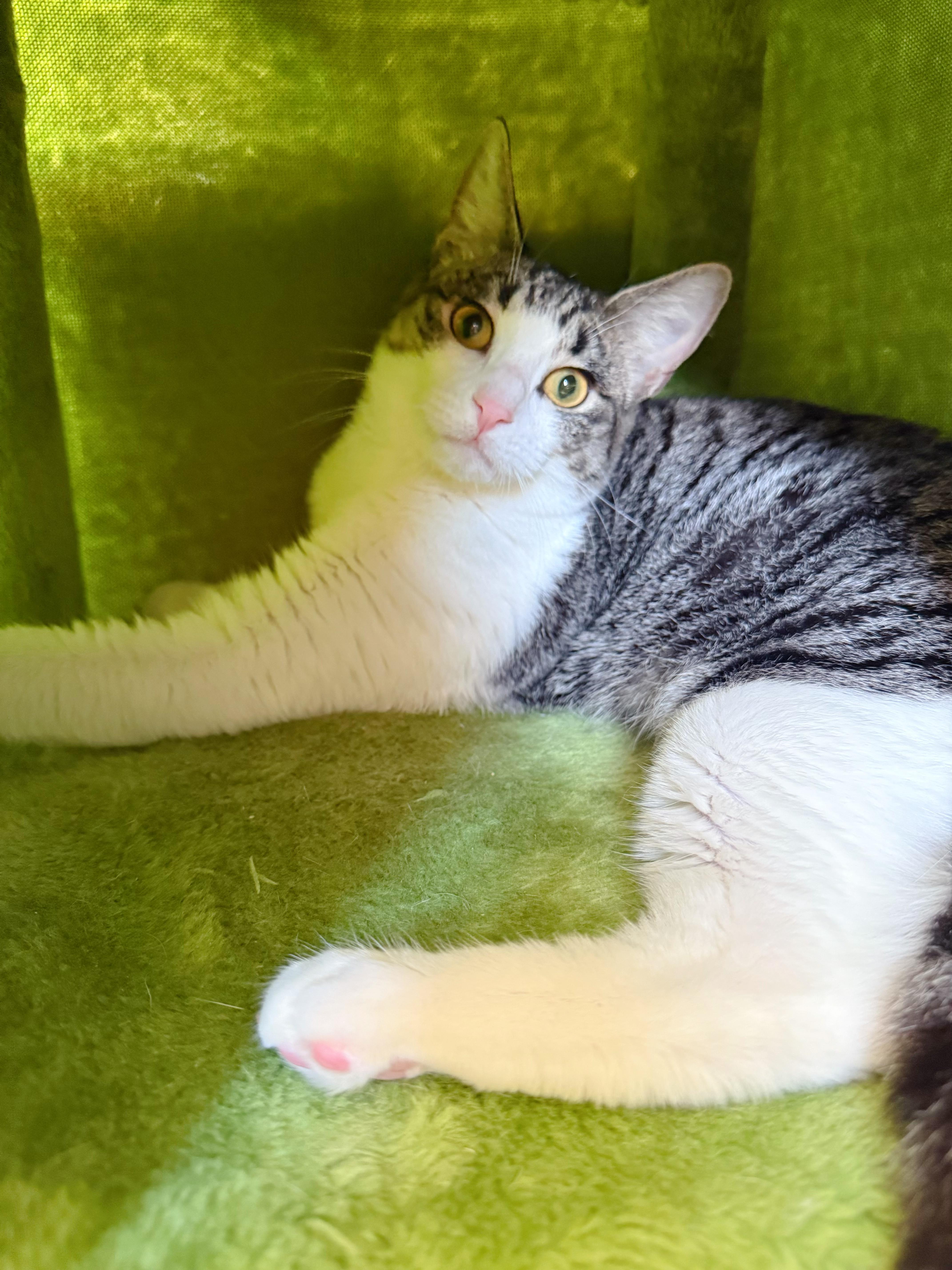 Enlarge Lady Tiger, a ADOPTABLE mixed breed in Flushing, NY image 1/6