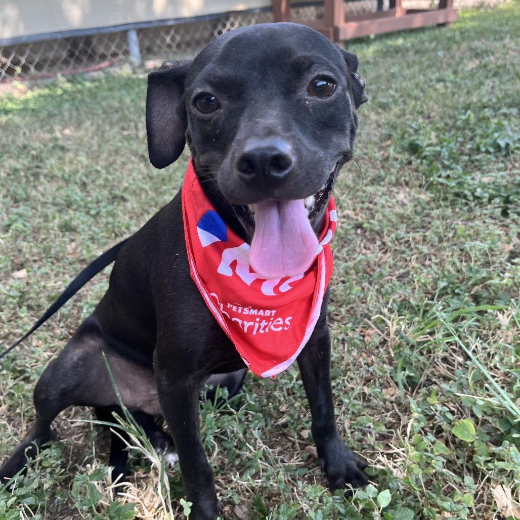 Silco, Adoptable, Young Male Terrier & Mixed Breed.