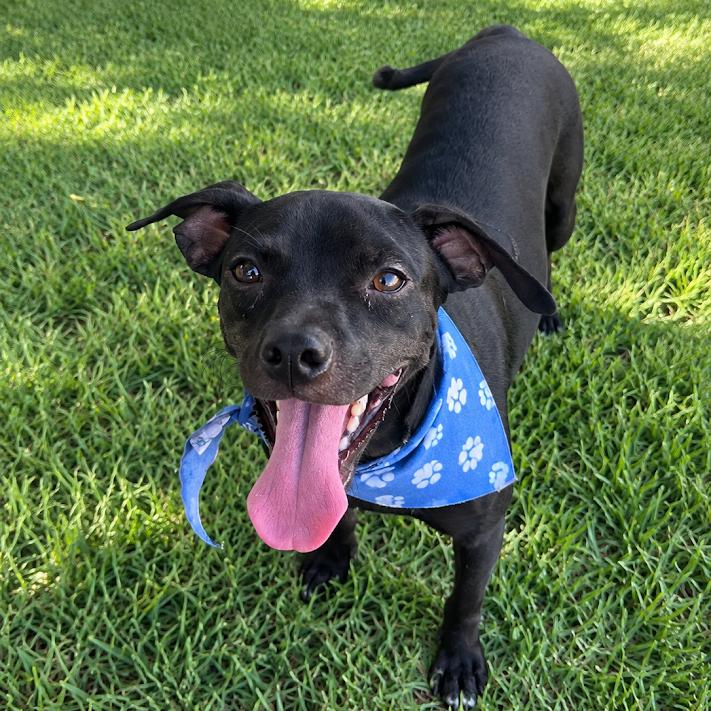 Enlarge Silco, a Adoptable mixed breed in Laredo, TX image 2/2