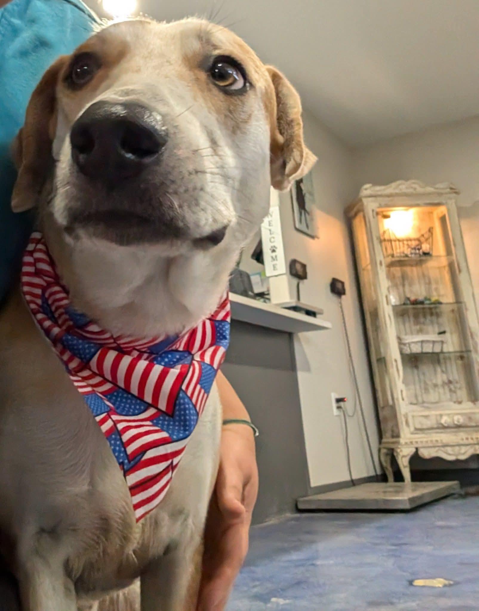 Lemon, Adoptable, Adult Male Catahoula Leopard Dog.