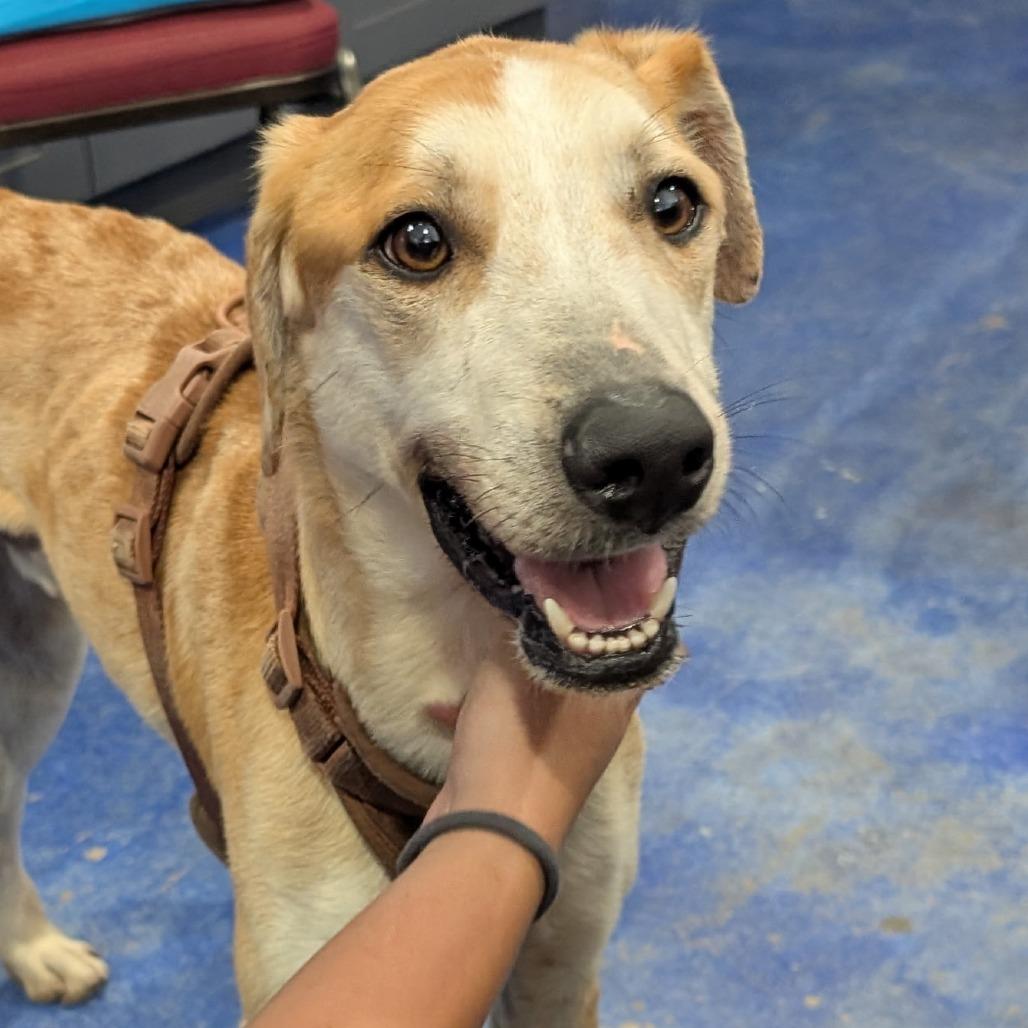 Lemon, a Adoptable mixed breed in Anderson, TX image 2/2