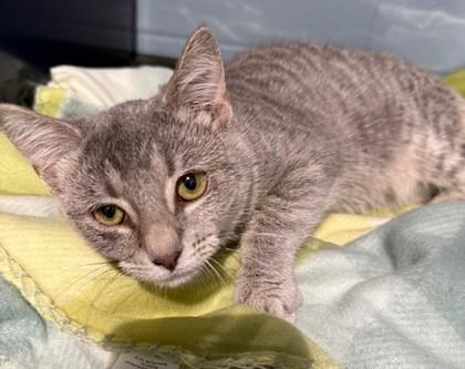 Enlarge Marilyn, a Adoptable mixed breed in Port Allen, LA image 1/3