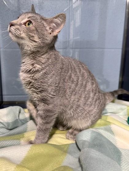 Enlarge Marilyn, a Adoptable mixed breed in Port Allen, LA image 2/3