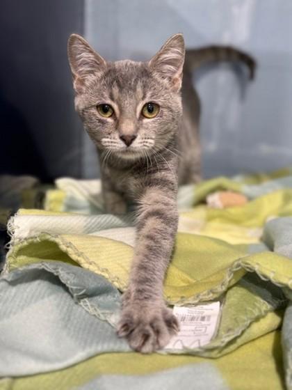 Enlarge Marilyn, a Adoptable mixed breed in Port Allen, LA image 3/3