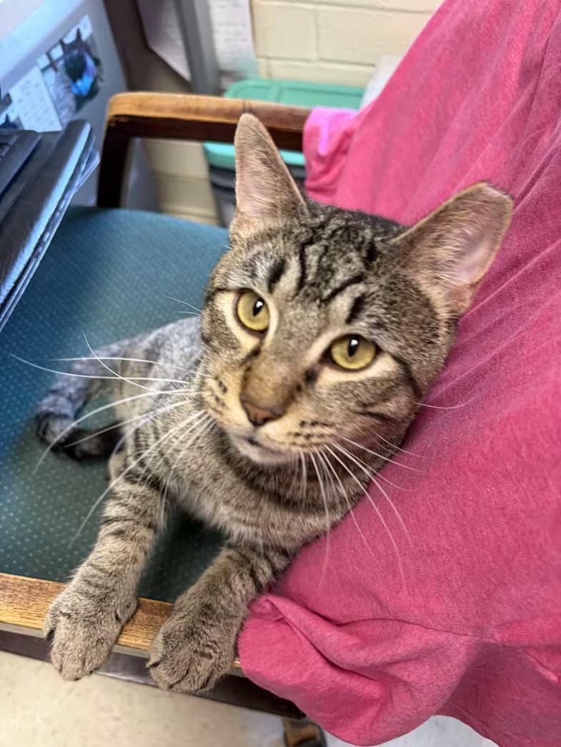 Enlarge Dude, a Adoptable mixed breed in Greensboro, NC image 2/6