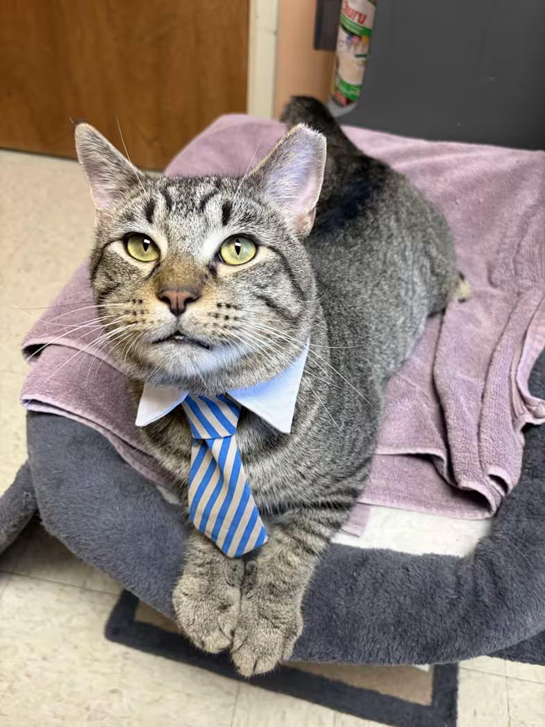 Enlarge Dude, a Adoptable mixed breed in Greensboro, NC image 1/6