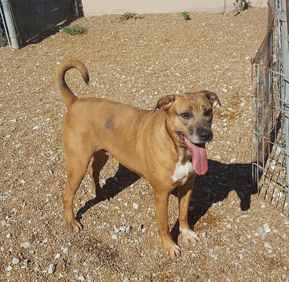 Miley, an adoptable Shar-Pei, Labrador Retriever in Godfrey, IL, 62035 | Photo Image 1