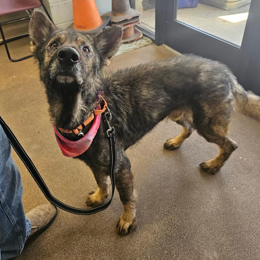 Teddy, Adoptable, Adult Male German Shepherd Dog.