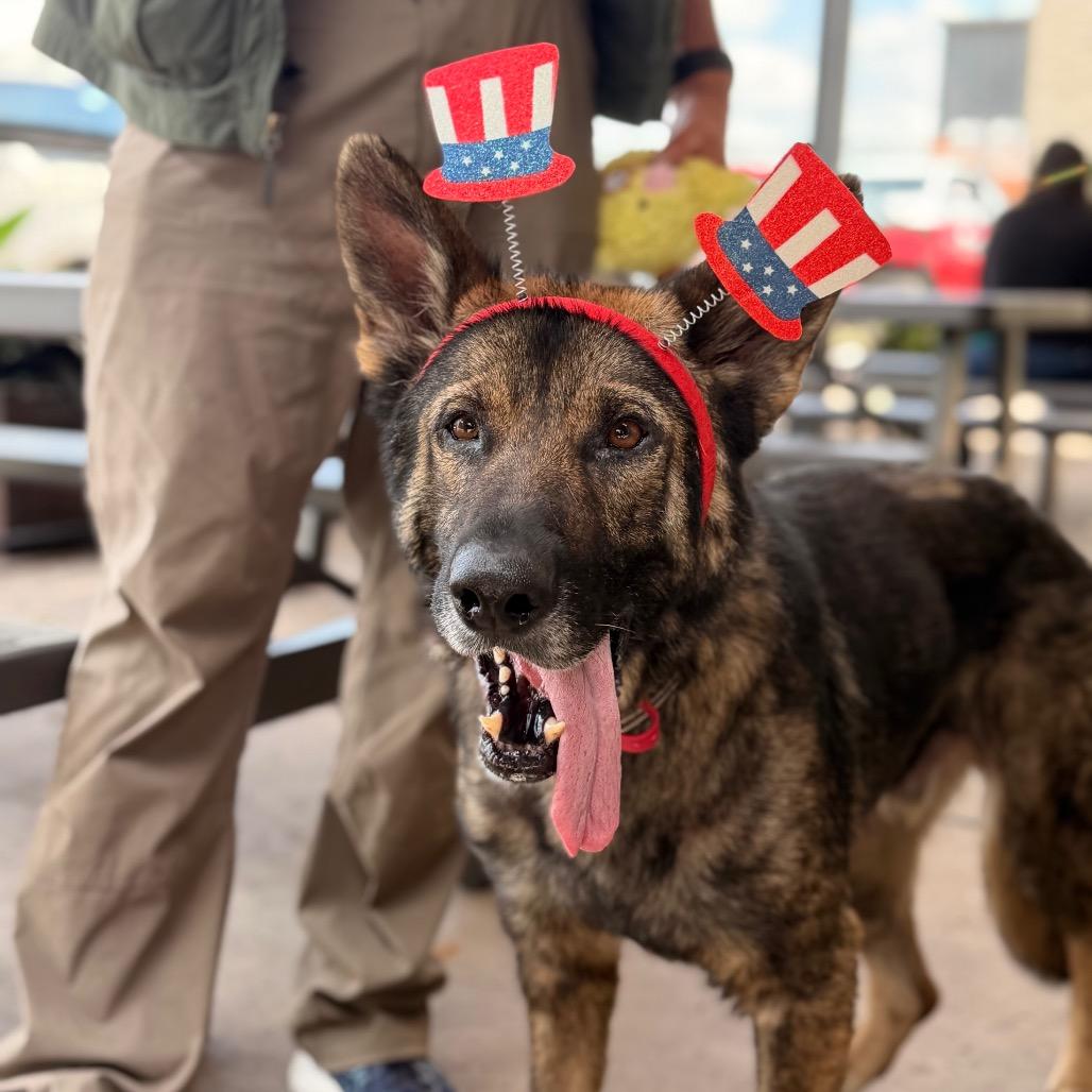 Teddy, a Adoptable German Shepherd Dog in Tulsa, OK image 4/6