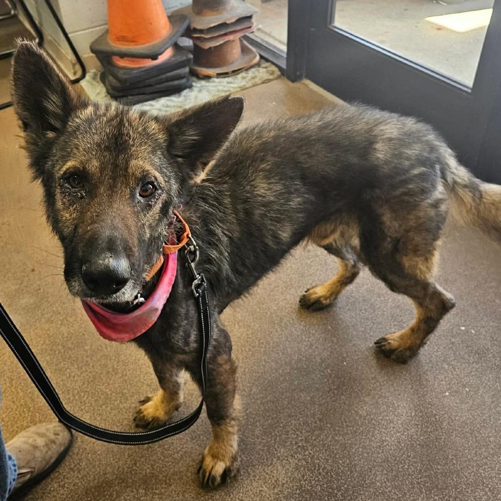 Teddy, a Adoptable German Shepherd Dog in Tulsa, OK image 5/6