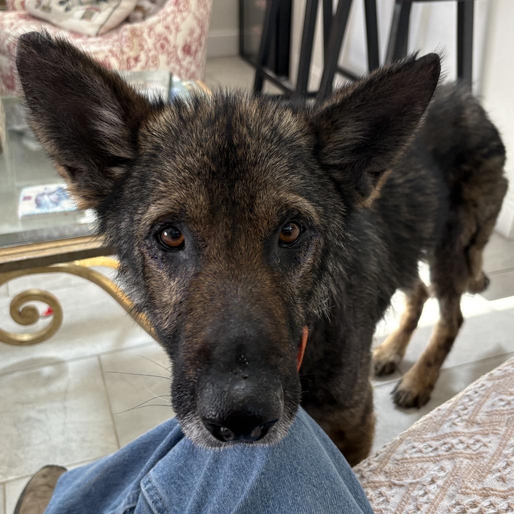 Teddy, a Adoptable German Shepherd Dog in Tulsa, OK image 6/6