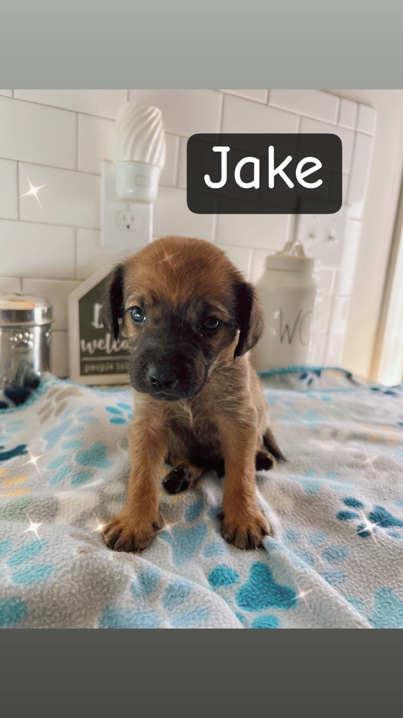 Enlarge Jake  , a ADOPTABLE mixed breed in Salisbury, NC image 1/1