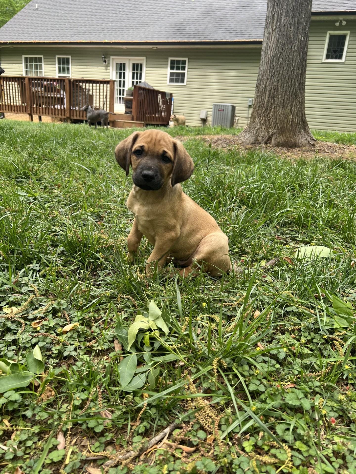 Enlarge Jake  , a ADOPTABLE mixed breed in Salisbury, NC image 2/3