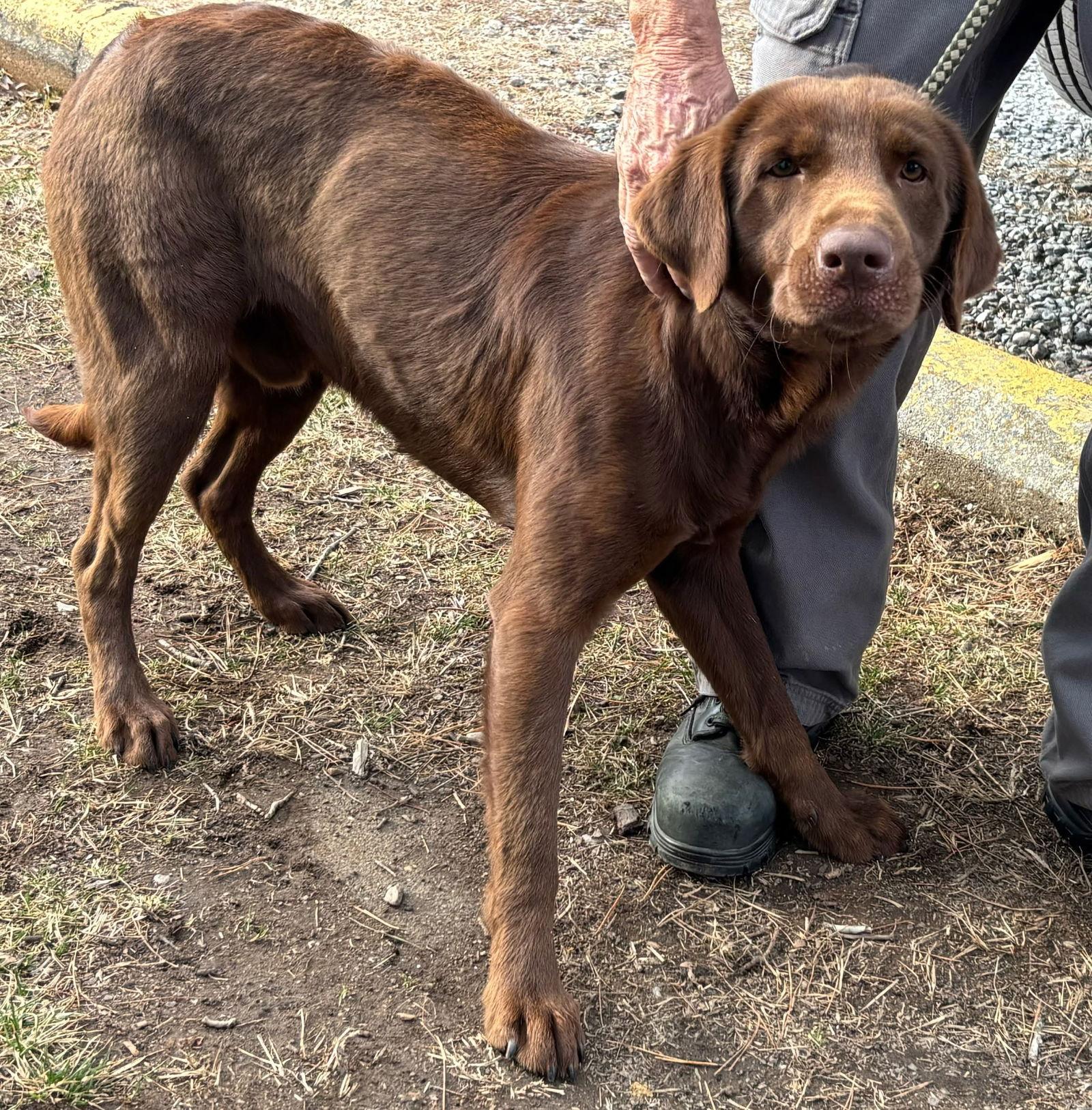 Tango: At shelter, Adopted, Adult Male Labrador Retriever.
