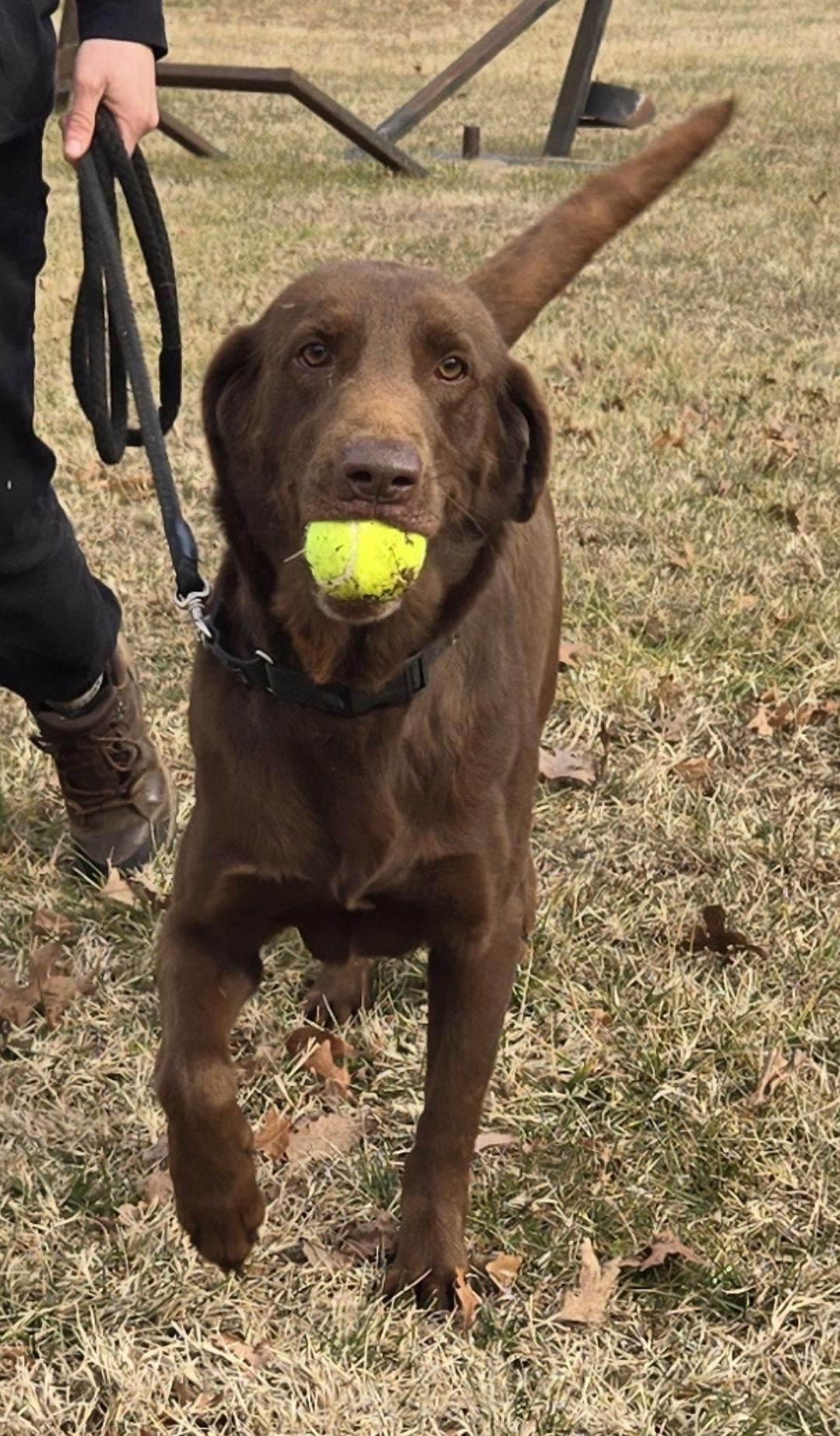 Tango: At shelter, a Adopted Labrador Retriever in Rustburg, VA image 3/3