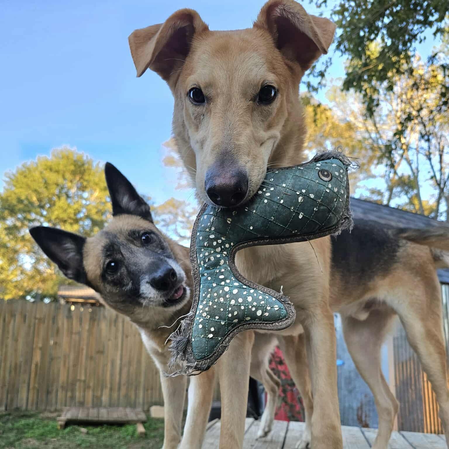 Milo, Adoptable, Young Male German Shepherd Dog & Labrador Retriever.