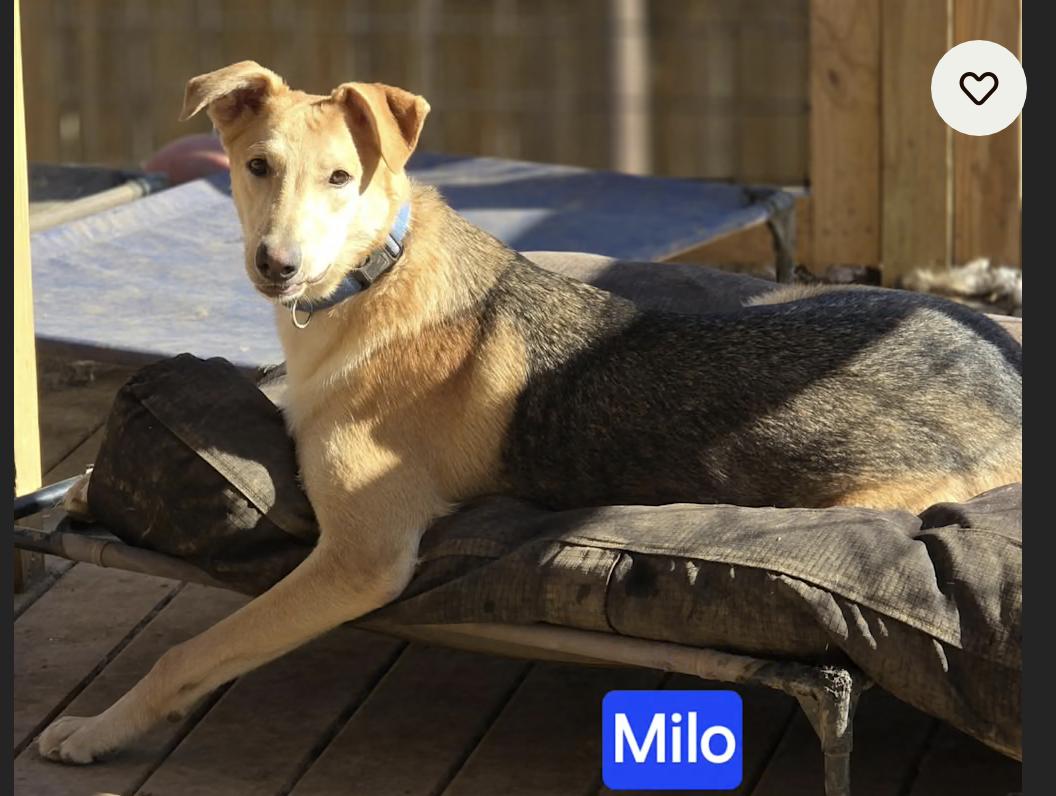 Milo, Adoptable, Young Male German Shepherd Dog & Labrador Retriever.