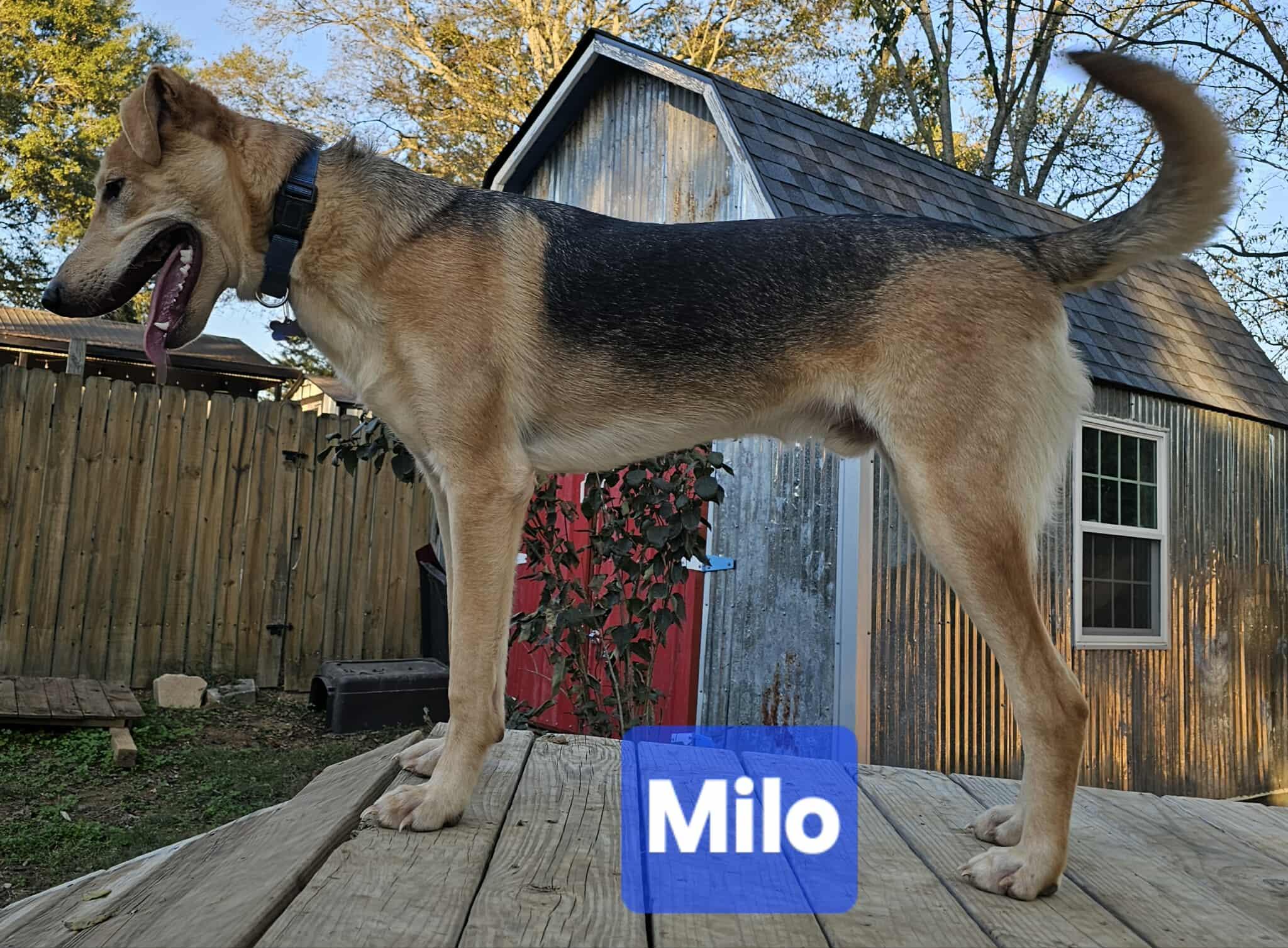Milo, a Adoptable mixed breed in Spring Hill, TN image 4/6