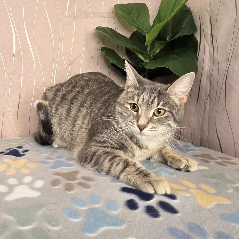 Sugar *BONDED* — thumbnail 2