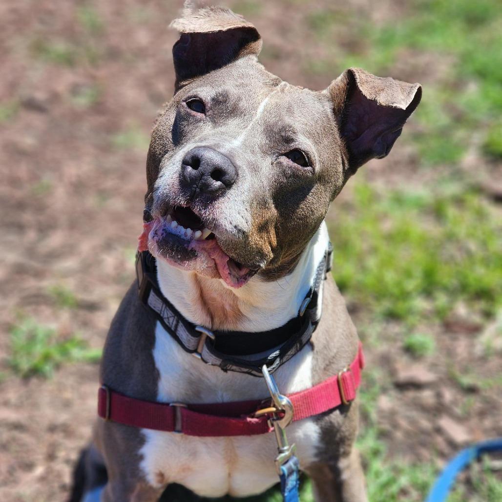 Esha, Adoptable, Senior Female Pit Bull Terrier.