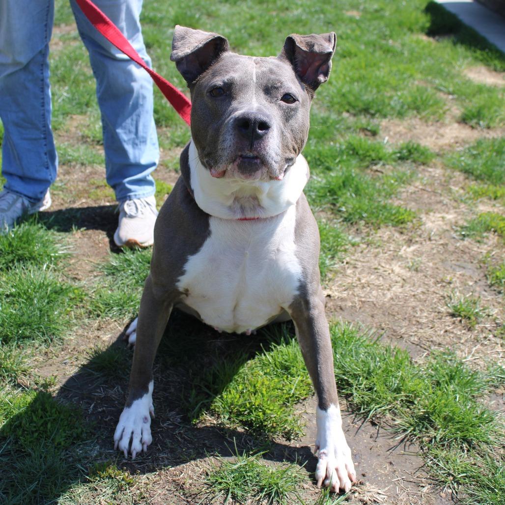 Esha, Adoptable, Senior Female Pit Bull Terrier.
