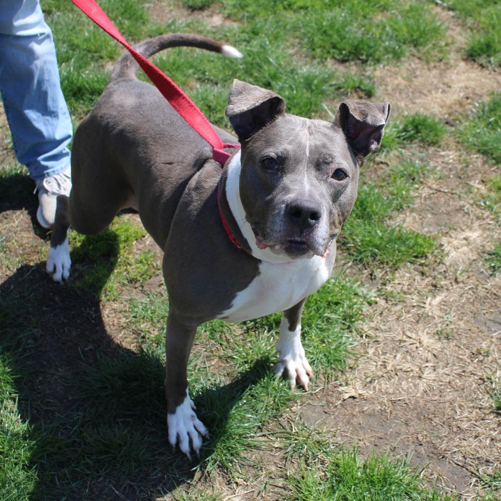 Enlarge Esha, a Adoptable Pit Bull Terrier in Champaign, IL image 2/6