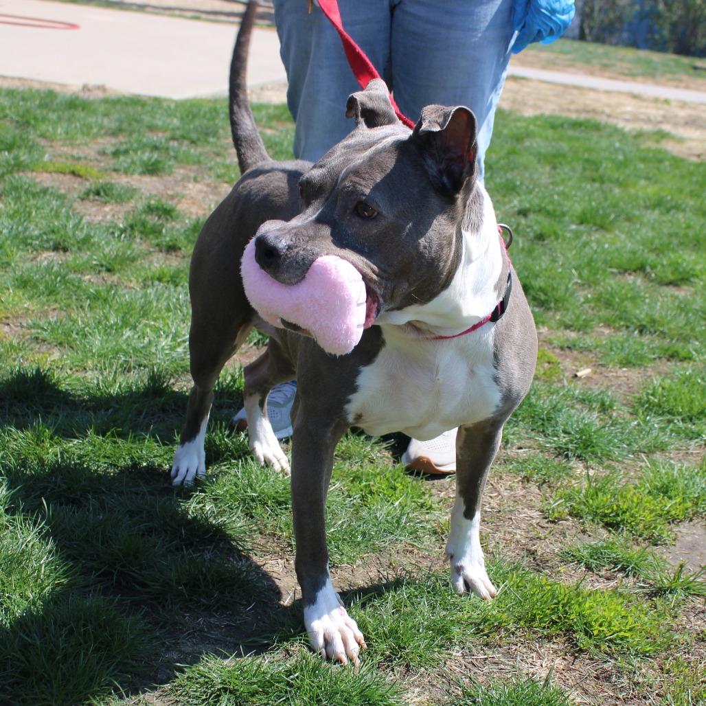 Enlarge Esha, a Adoptable Pit Bull Terrier in Champaign, IL image 3/6