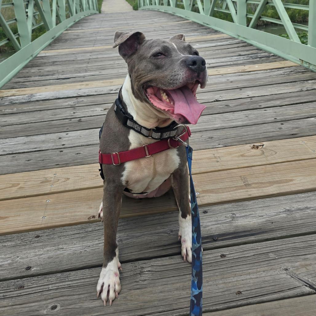 Enlarge Esha, a Adoptable Pit Bull Terrier in Champaign, IL image 2/6
