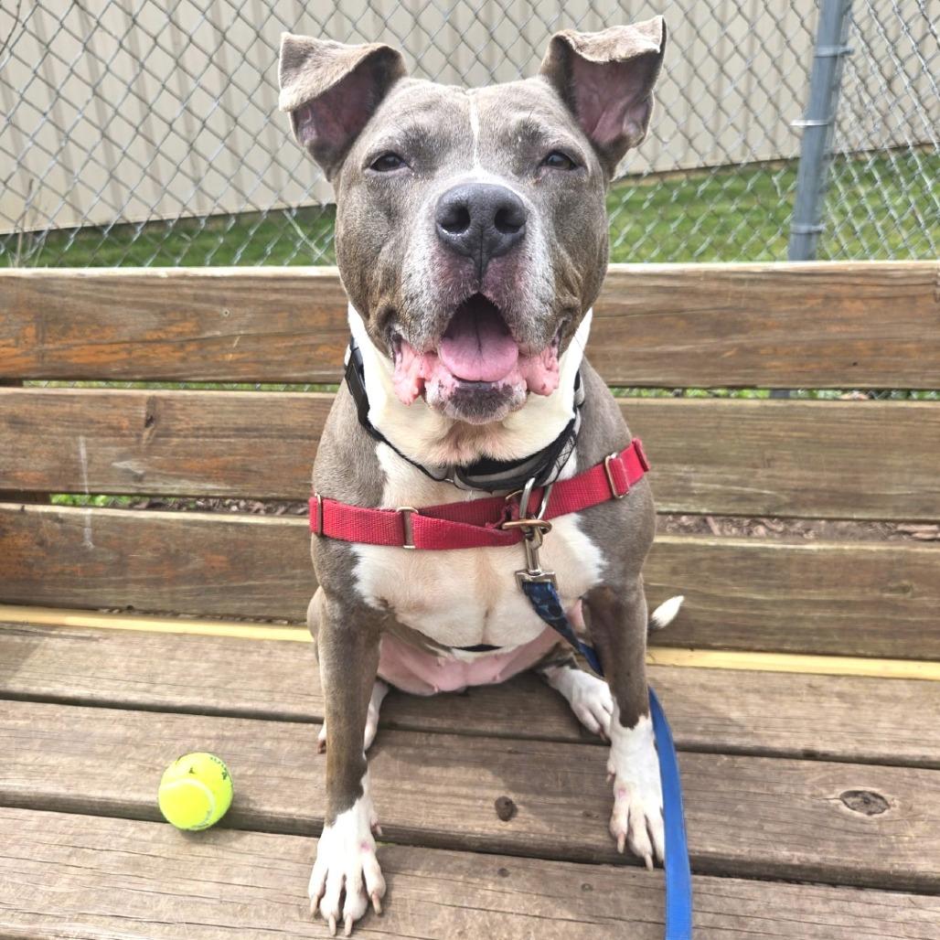 Enlarge Esha, a Adoptable Pit Bull Terrier in Champaign, IL image 1/6