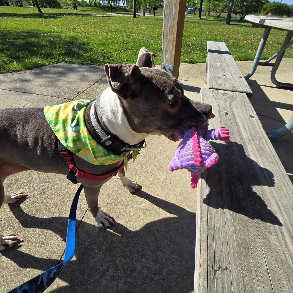Enlarge Esha, a Adoptable Pit Bull Terrier in Champaign, IL image 2/6