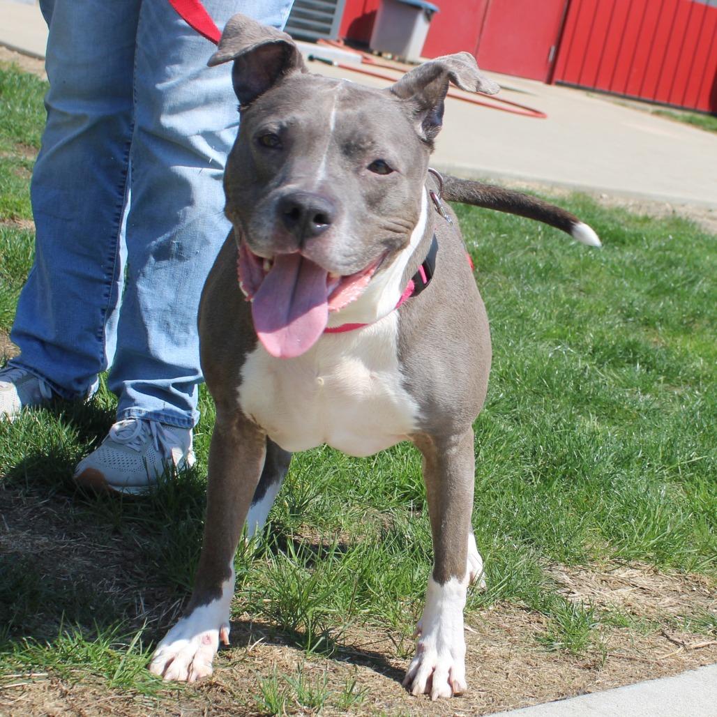 Enlarge Esha, a Adoptable Pit Bull Terrier in Champaign, IL image 3/6