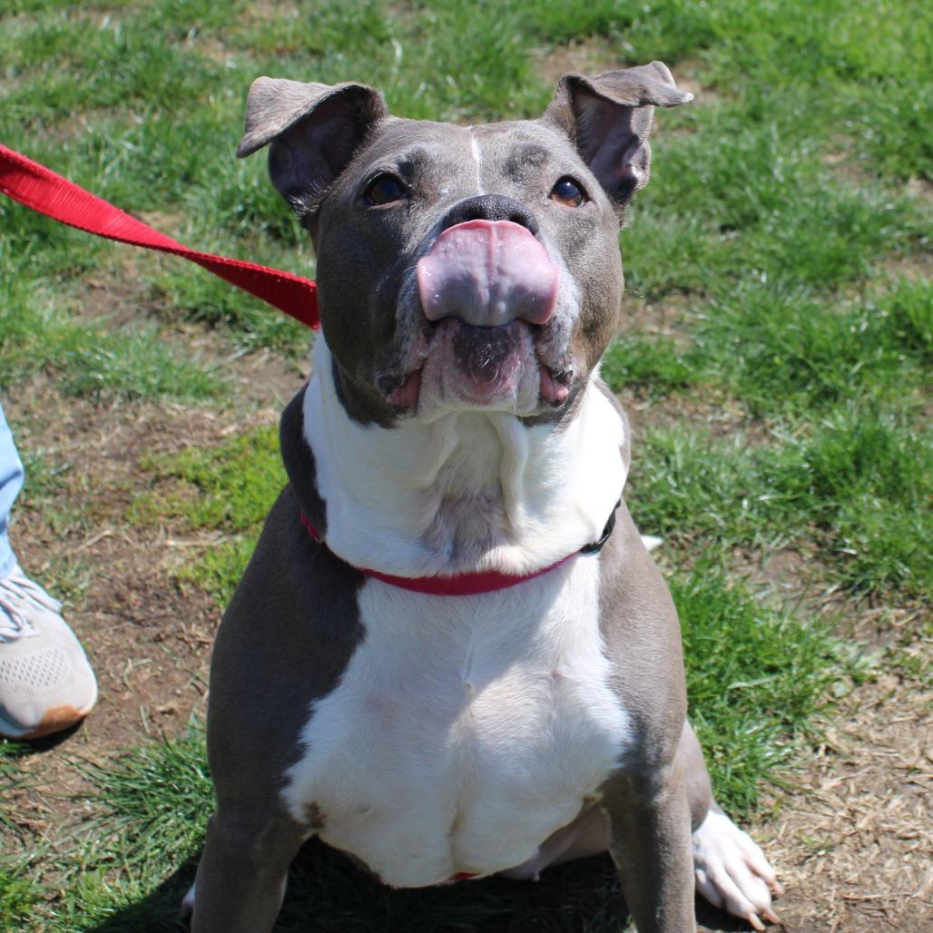Enlarge Esha, a Adoptable Pit Bull Terrier in Champaign, IL image 4/6