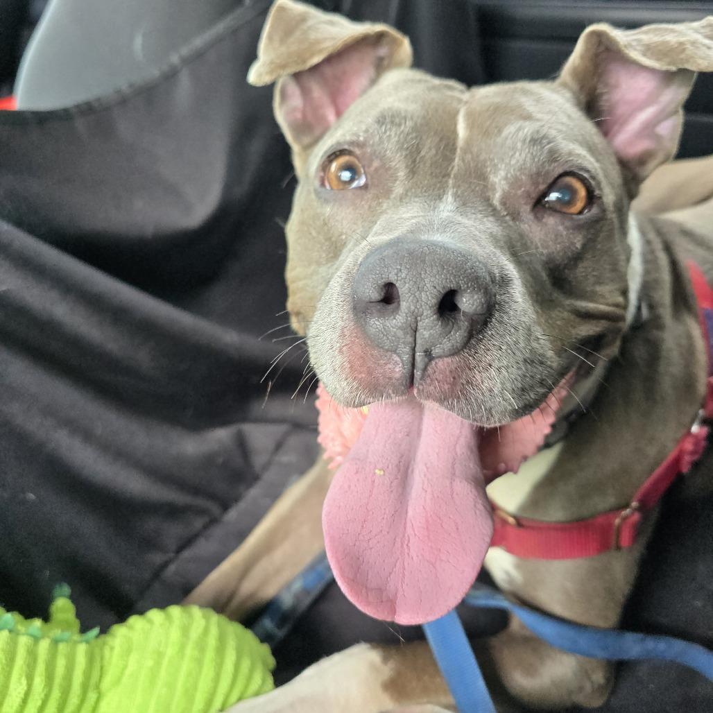 Enlarge Esha, a Adoptable Pit Bull Terrier in Champaign, IL image 3/6