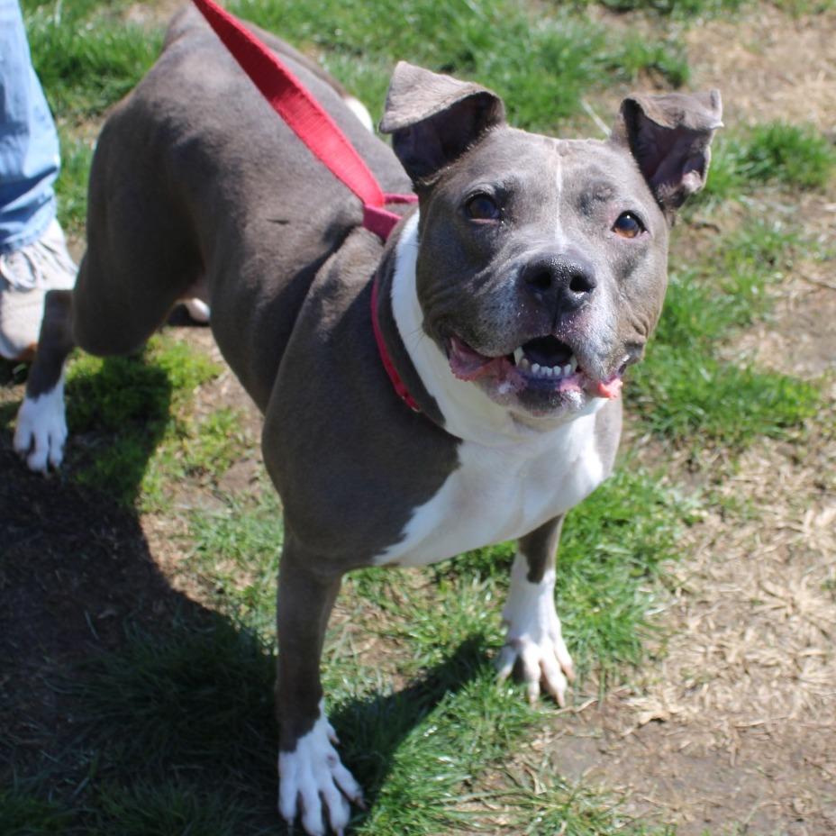 Enlarge Esha, a Adoptable Pit Bull Terrier in Champaign, IL image 5/6