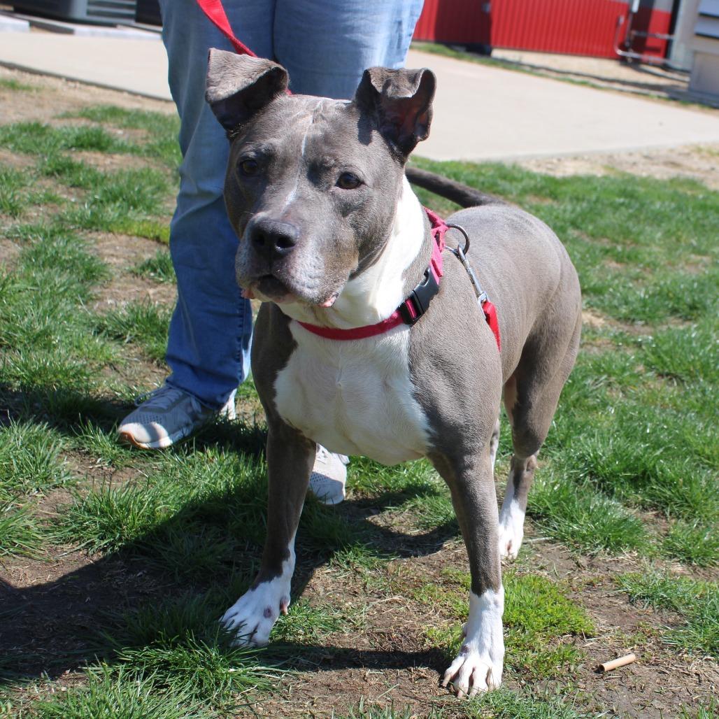 Enlarge Esha, a Adoptable Pit Bull Terrier in Champaign, IL image 6/6