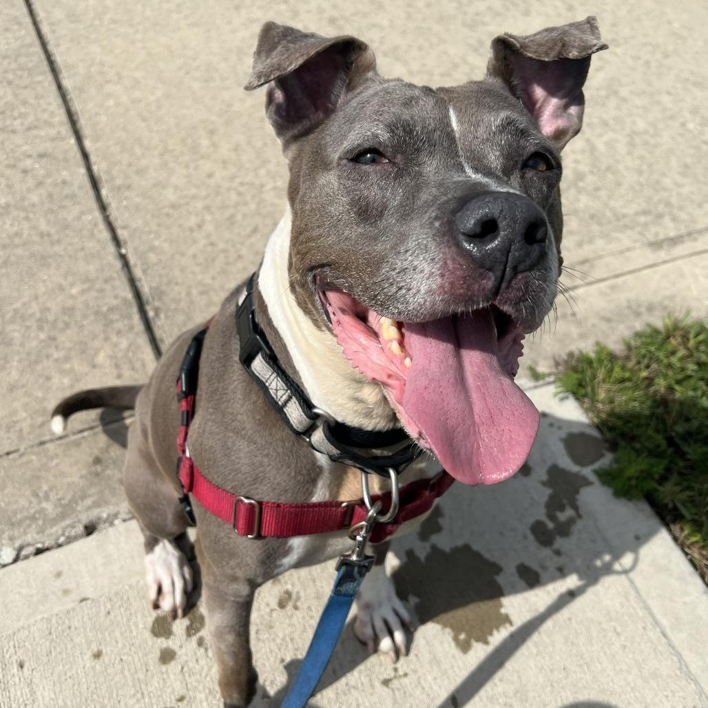 Enlarge Esha, a Adoptable Pit Bull Terrier in Champaign, IL image 4/6