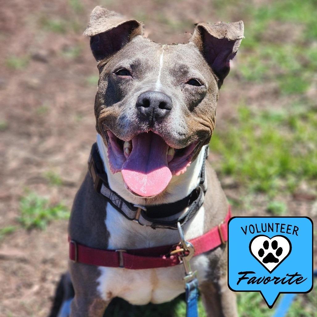 Enlarge Esha, a Adoptable Pit Bull Terrier in Champaign, IL image 5/6