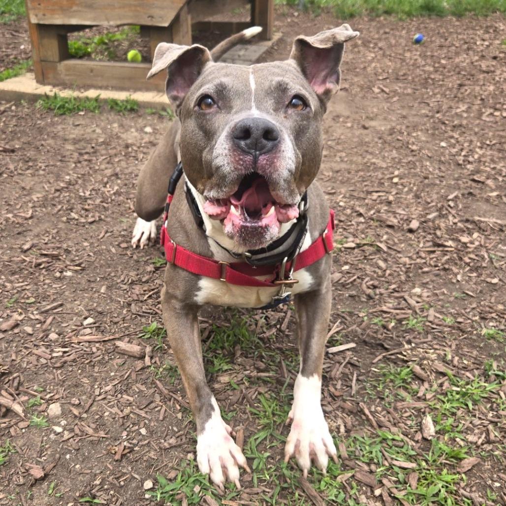 Enlarge Esha, a Adoptable Pit Bull Terrier in Champaign, IL image 5/6
