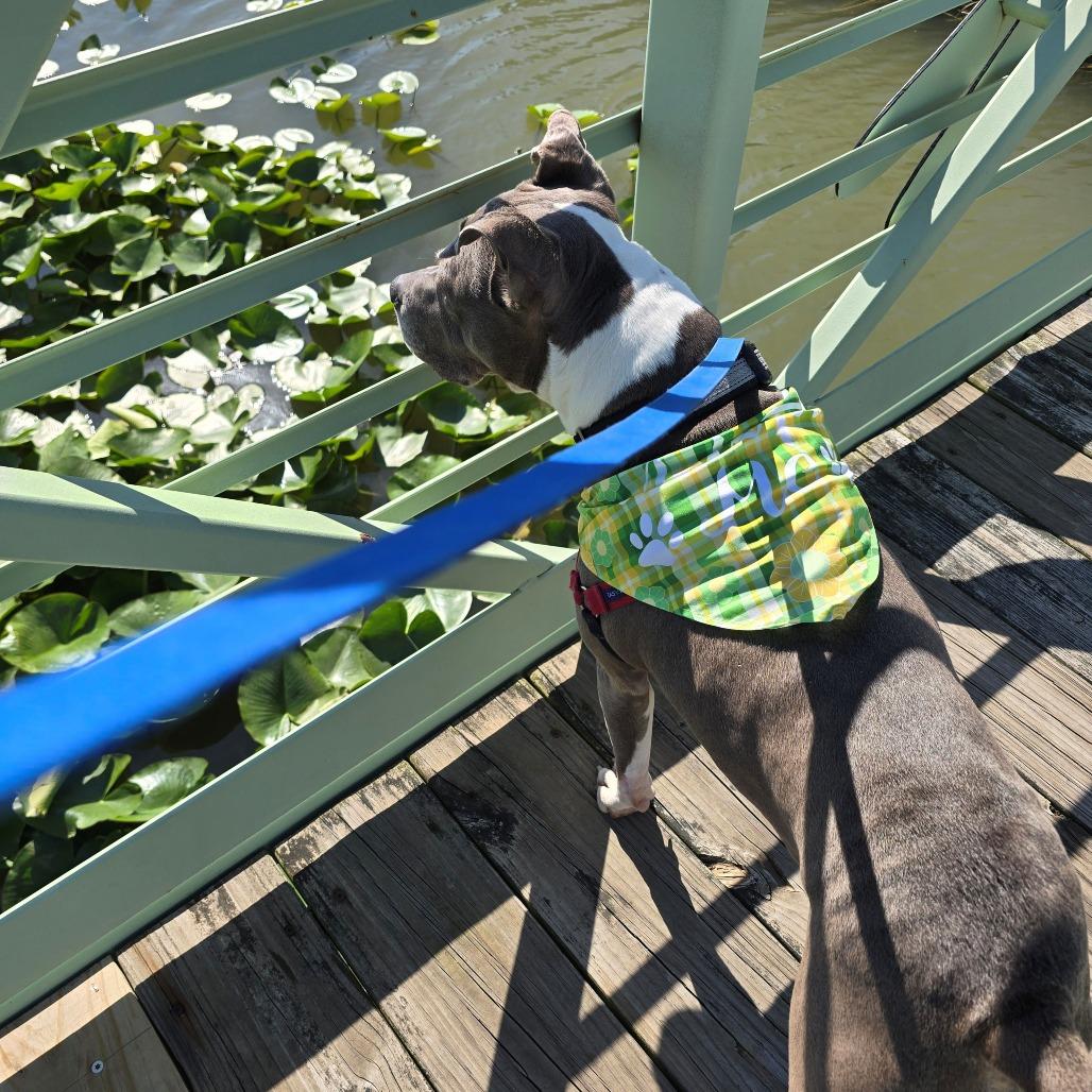 Enlarge Esha, a Adoptable Pit Bull Terrier in Champaign, IL image 6/6