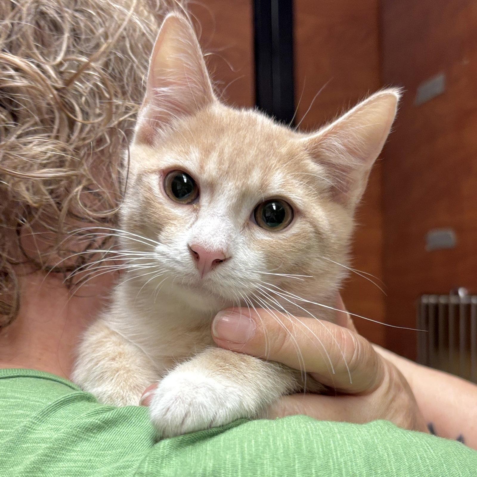 Enlarge Mole, a Adopted Domestic Short Hair in Sonora, CA image 1/1