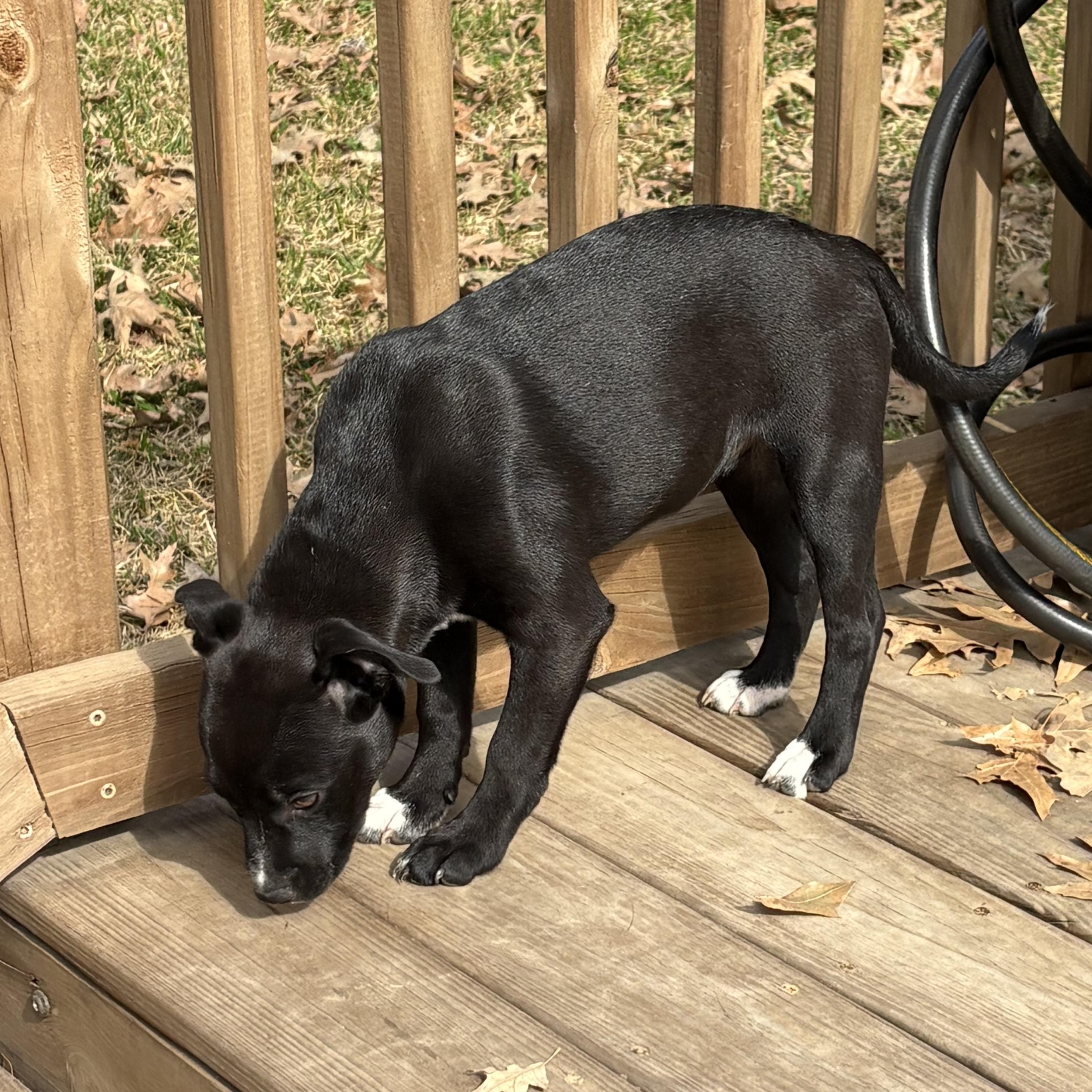 Stardust — thumbnail 2