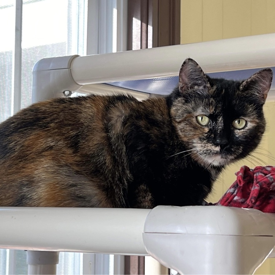Autumn, an adoptable Domestic Short Hair in Little Falls, NY, 13365 | Photo Image 3