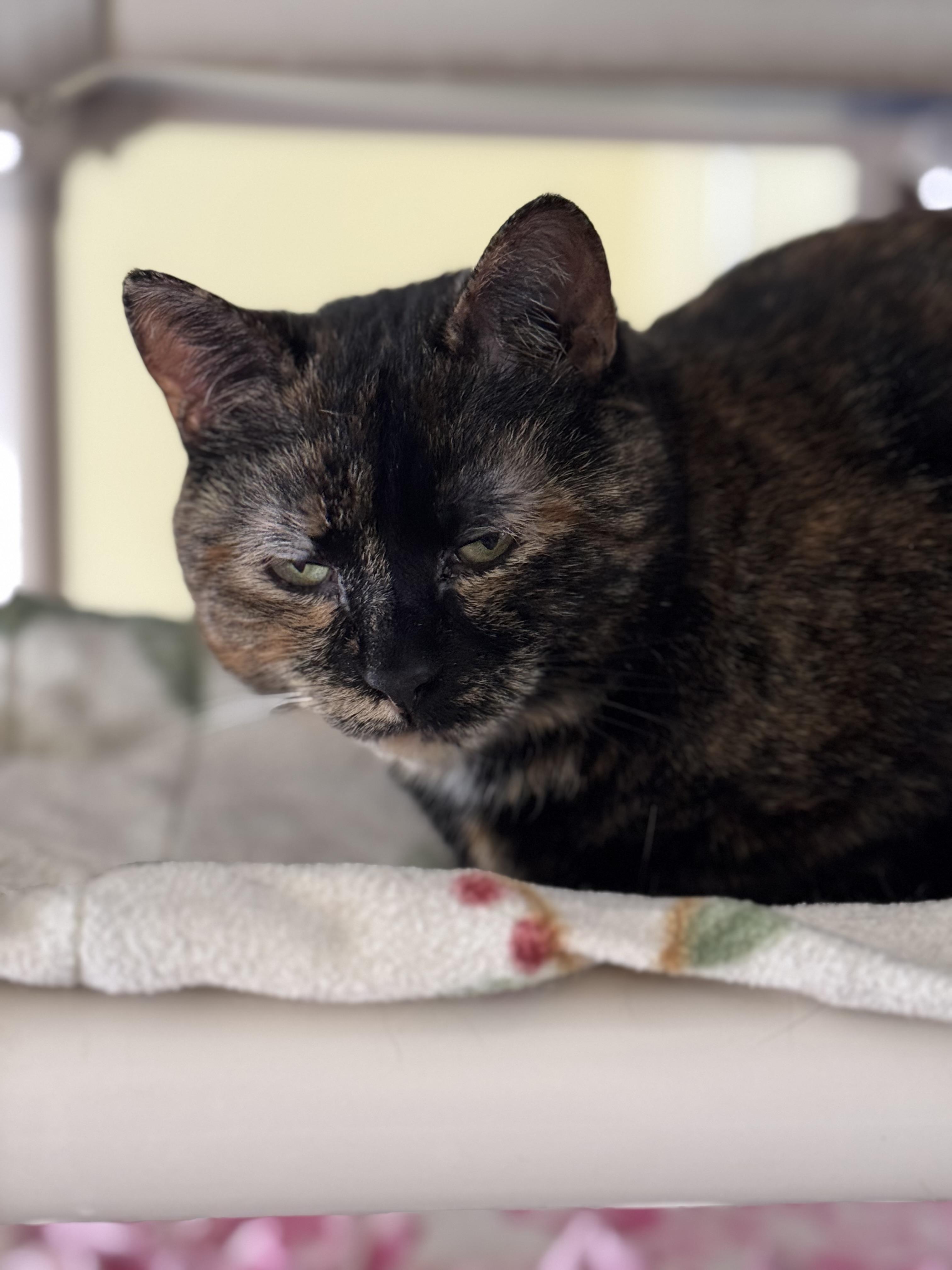 Autumn, a Adoptable Domestic Short Hair in Little Falls, NY image 4/4