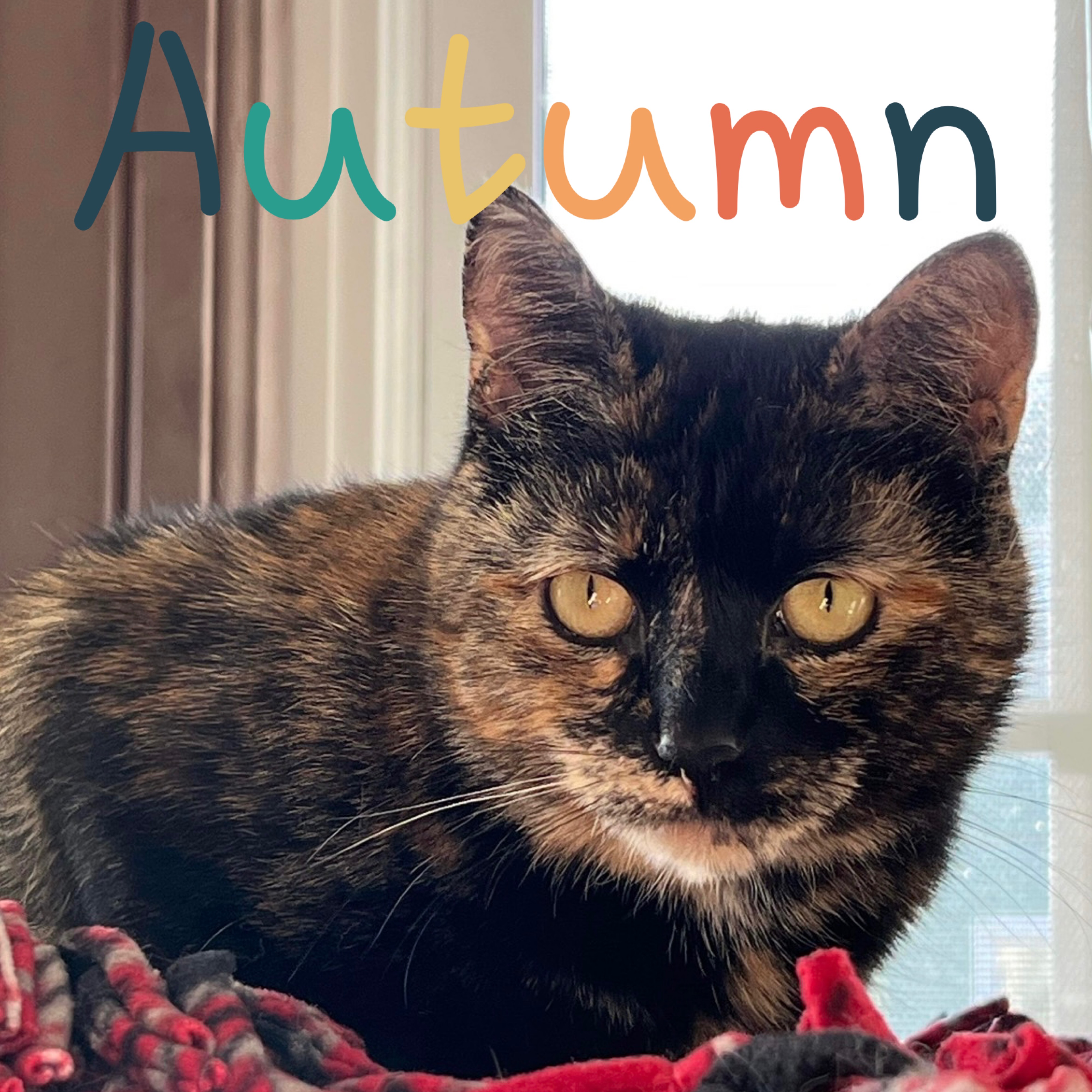 Autumn, a Adoptable Domestic Short Hair in Little Falls, NY image 1/4