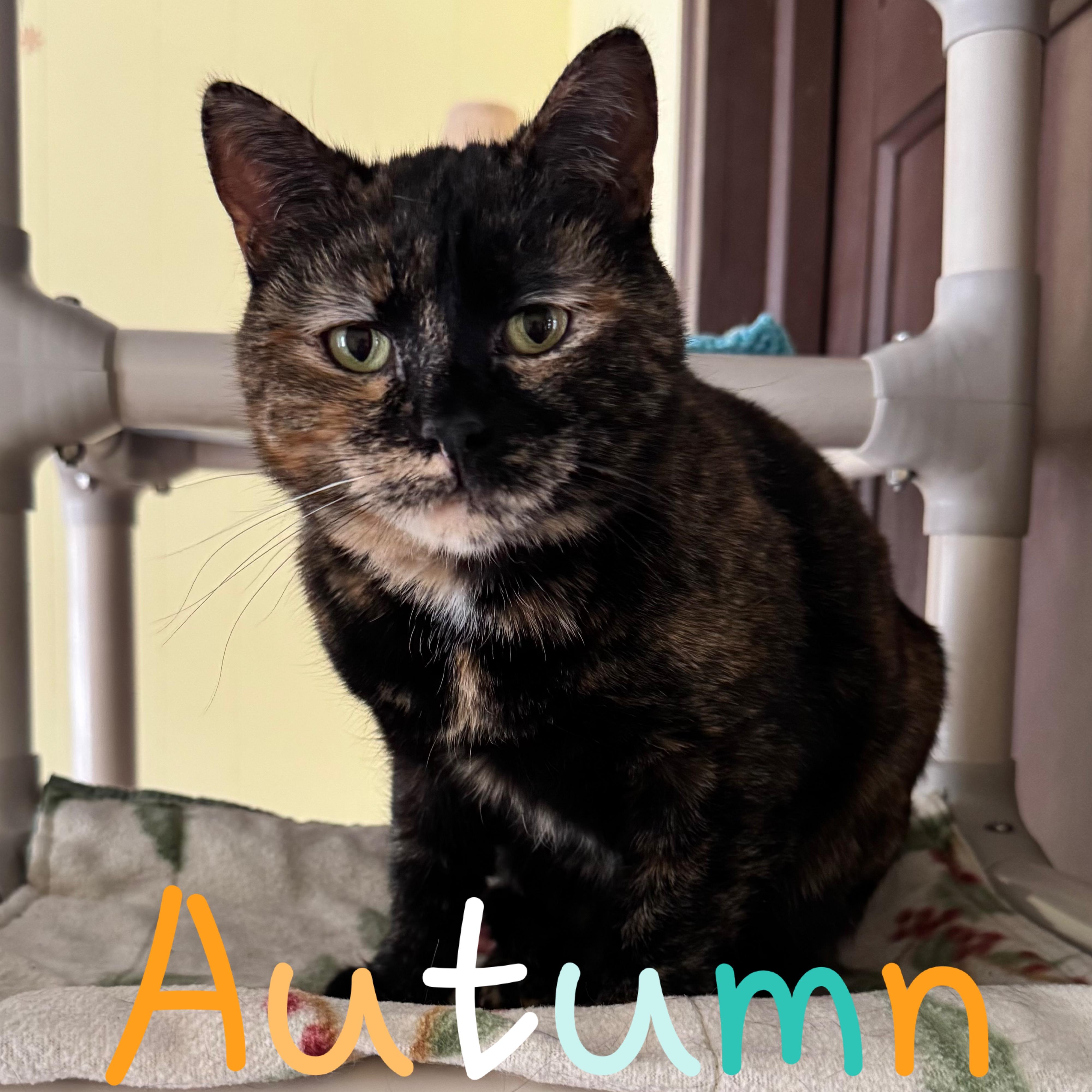 Autumn, a Adoptable Domestic Short Hair in Little Falls, NY image 2/4