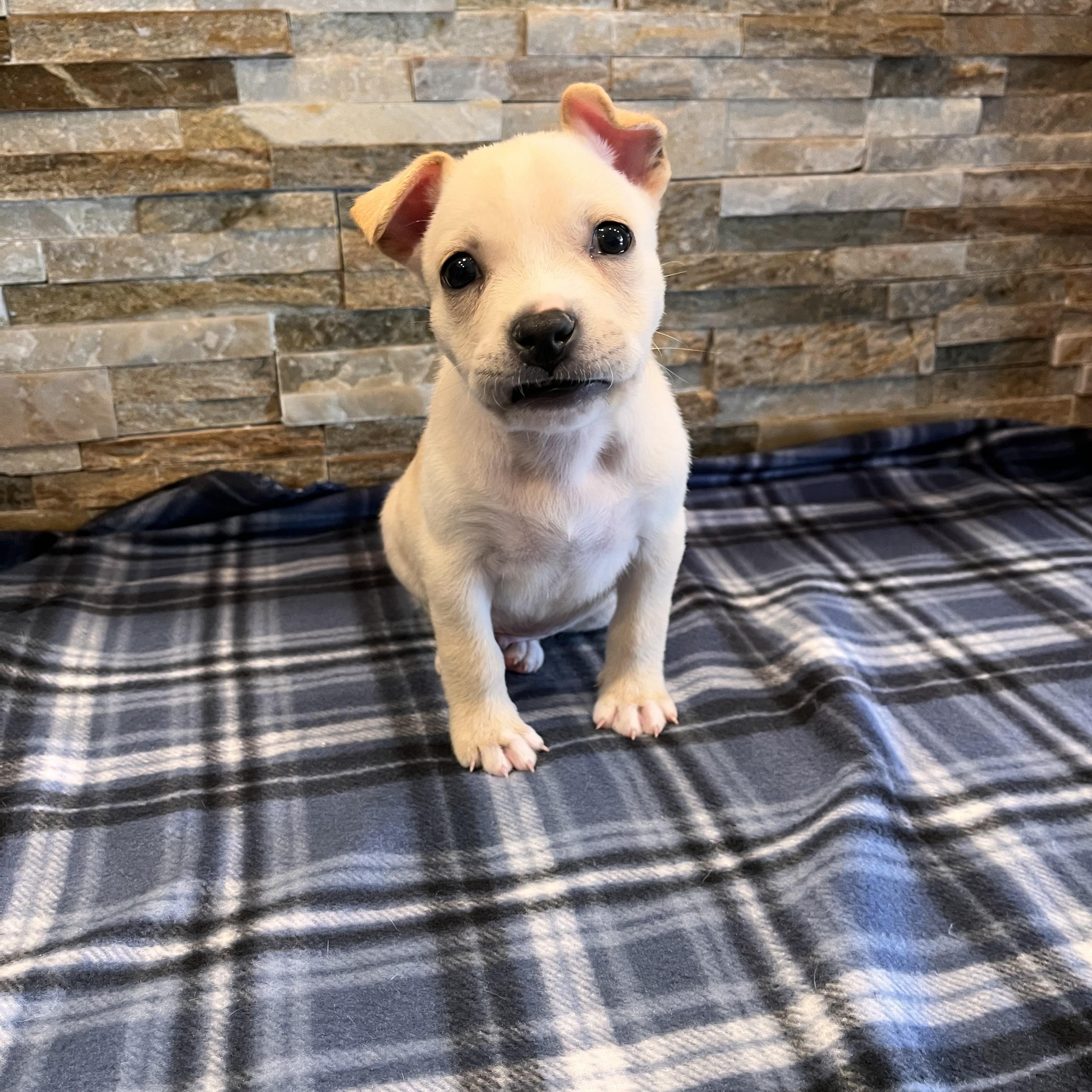 Enlarge Clover, a Adoptable Pit Bull Terrier in Fort Wayne, IN image 1/1