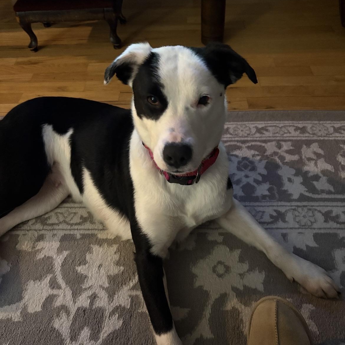 Enlarge Shilo, a ADOPTABLE mixed breed in South Plainfield, NJ image 5/5